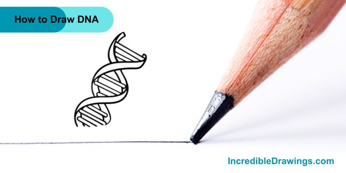 How to Draw DNA