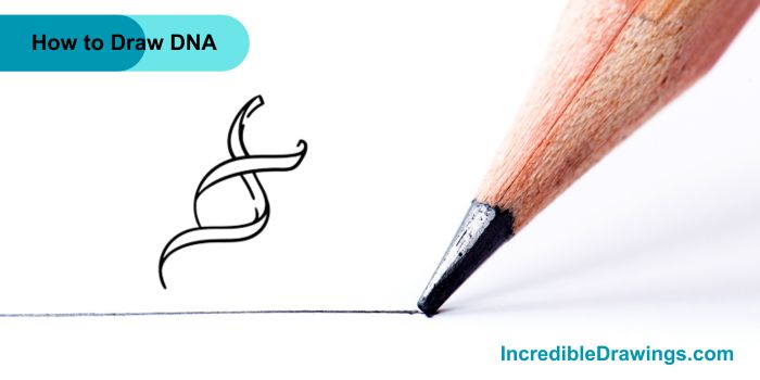 How to Draw DNA