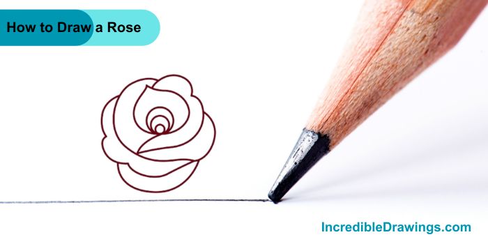 How to Draw a Rose Step By Step