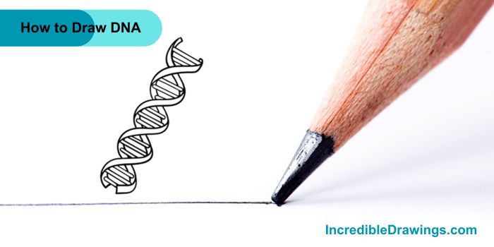 How to Draw DNA