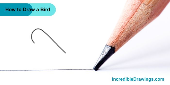 How to Draw a Bird Step By Step