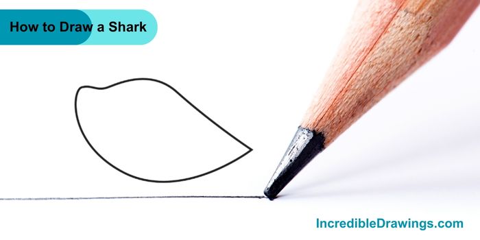 How to Draw a Shark Step By Step