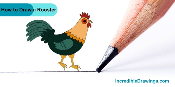 How to Draw a Rooster Step By Step