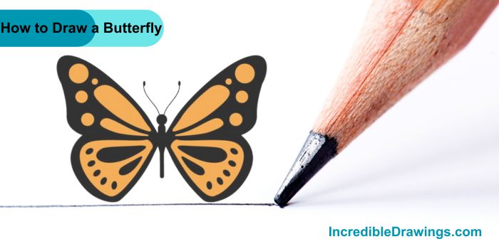 How to Draw a Butterfly Step By Step