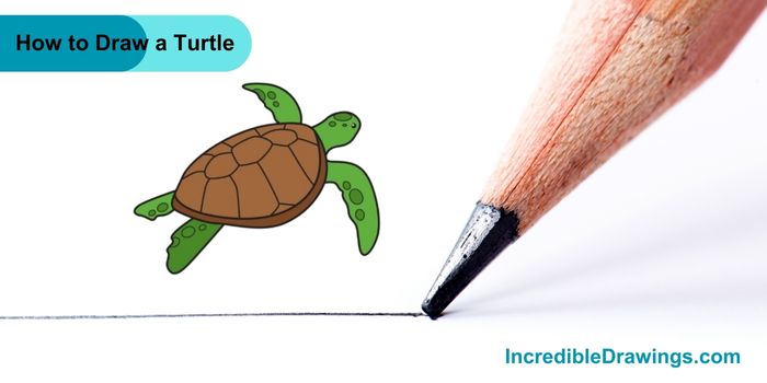 How to Draw a Turtle step By Step