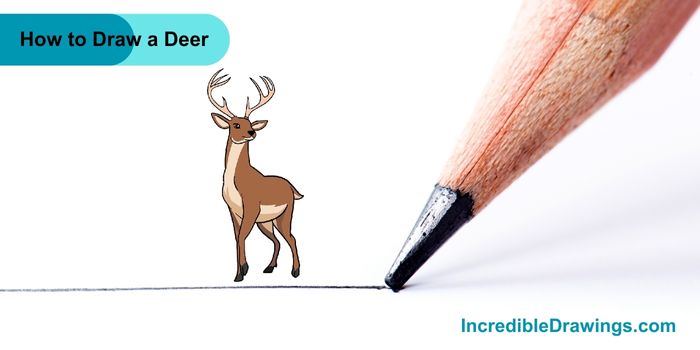 How to Draw a Deer Step By Step