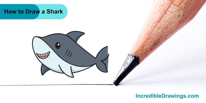 How to Draw a Shark Step By Step