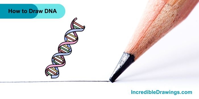 How to Draw DNA Step By Step - Incredible Drawings