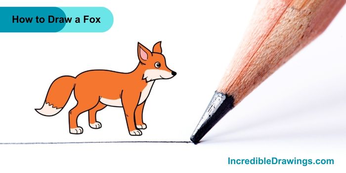 How to Draw a Fox Step By Step