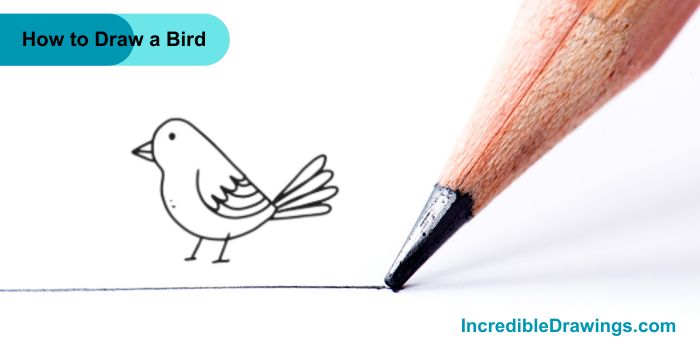 How to Draw a Bird Step By Step