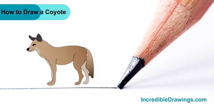 How to Draw a Coyote