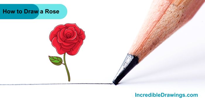 How to Draw a Rose Step By Step