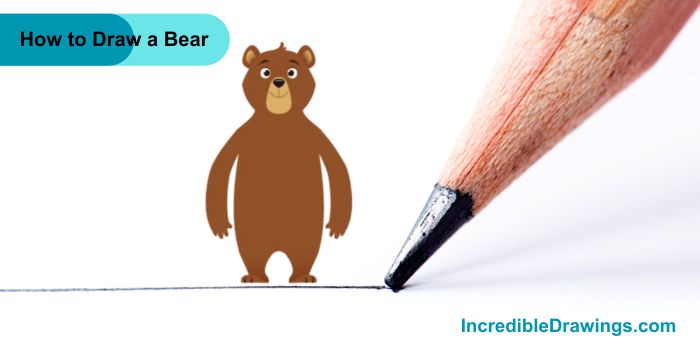 How to Draw a Bear Step By Step