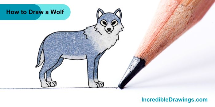 How to Draw a Wolf Step By Step