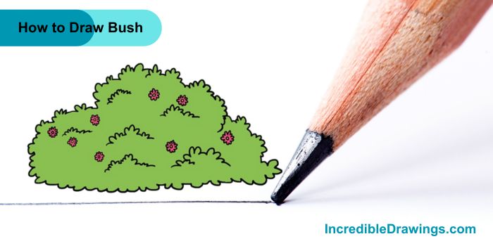 How to Draw a Bush Step By Step